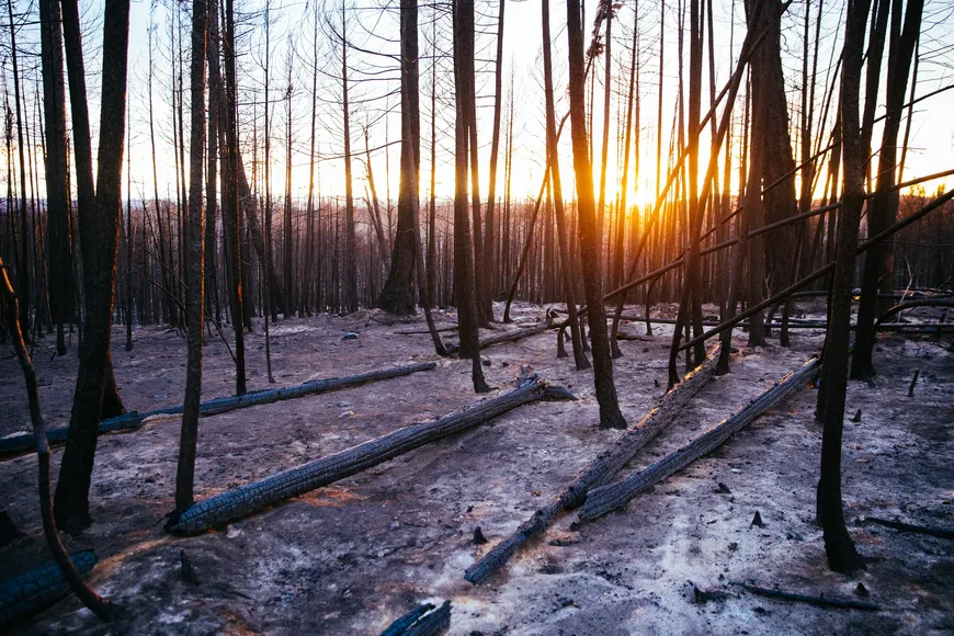The immediate aftermath of wildfire