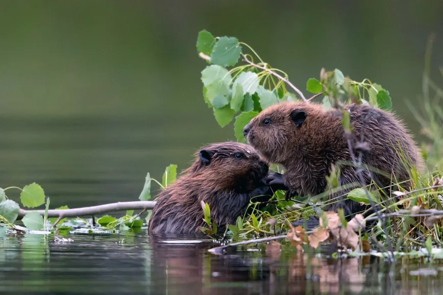 Rewilding rescued beavers at Siwash lake to help restore wetlands