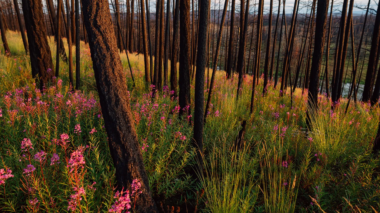 Climate Change in action at Siwash Lake