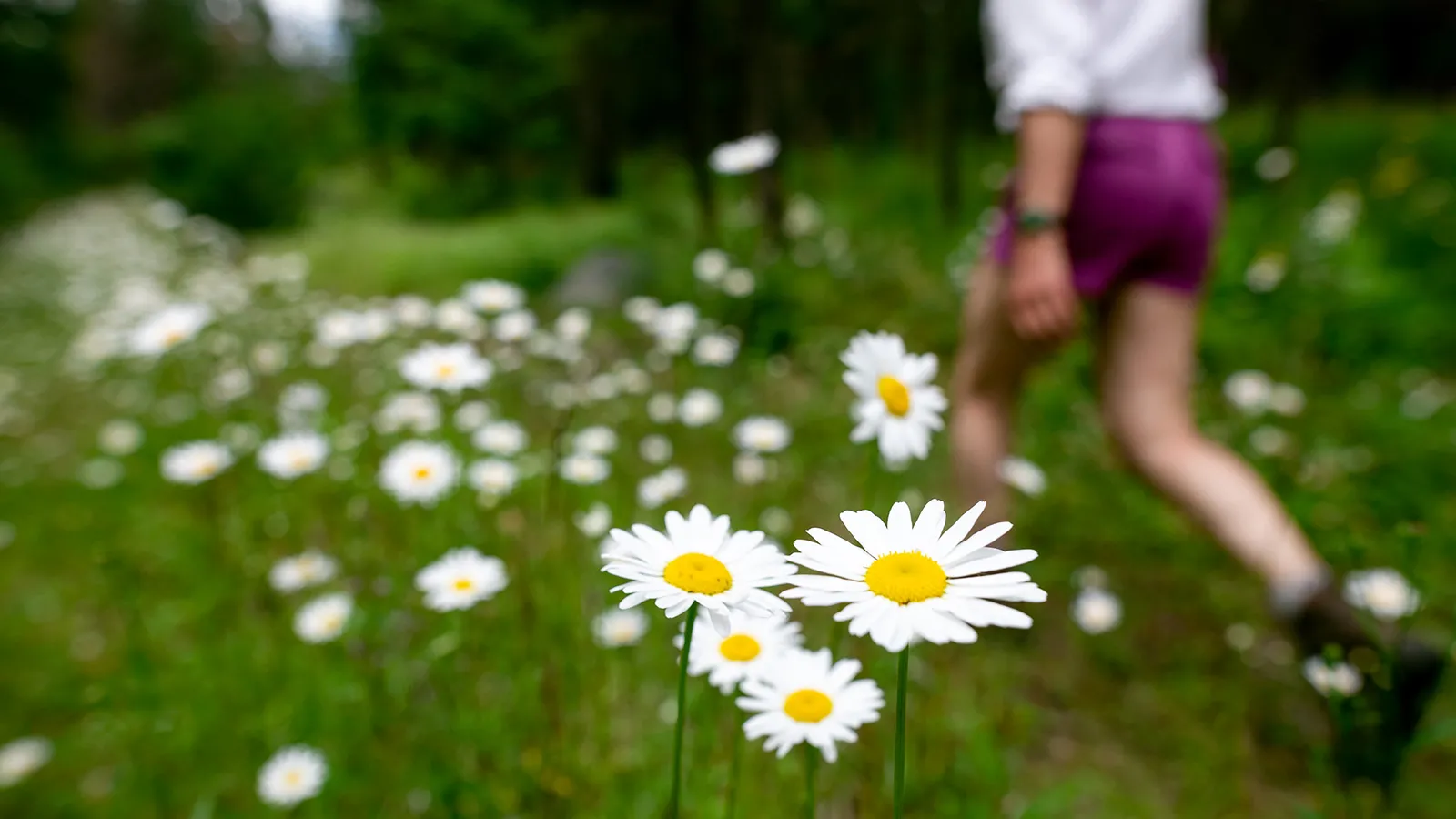 Deer tracks in the moss of the forest floor