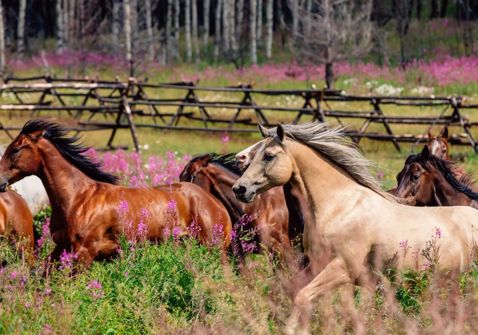 Off Grid & Ultra-Private: A 5-star luxury dude ranch and eco lodge in beautiful BC that offers iconic, soul-stirring landscapes