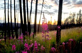 Naturalist Experiences