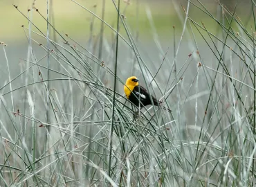 Bird Watching Adventure