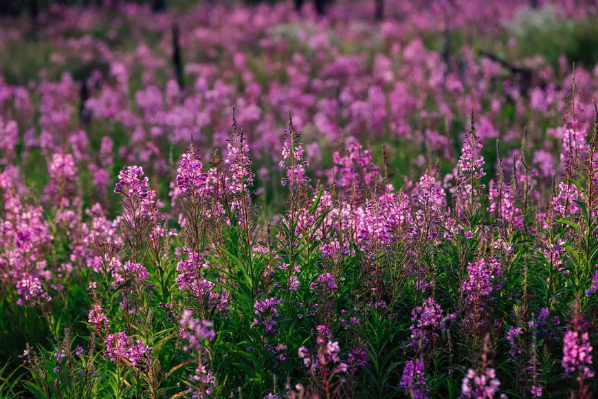 Fields of fireweed thrive in a vibrant post wildfire ecosystem